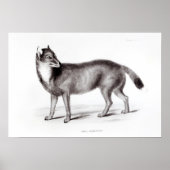 カニス南極 ポスター (正面)