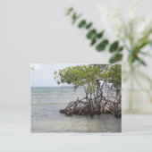 カニャゴルダグアニカ ポストカード (スタンド正面)