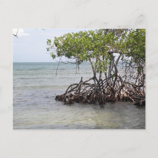 カニャゴルダグアニカ ポストカード (正面)