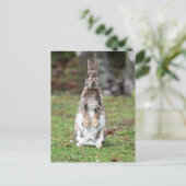 カニンヘン ポストカード (スタンド正面)