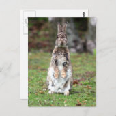 カニンヘン ポストカード (正面/裏面)