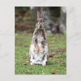 カニンヘン ポストカード