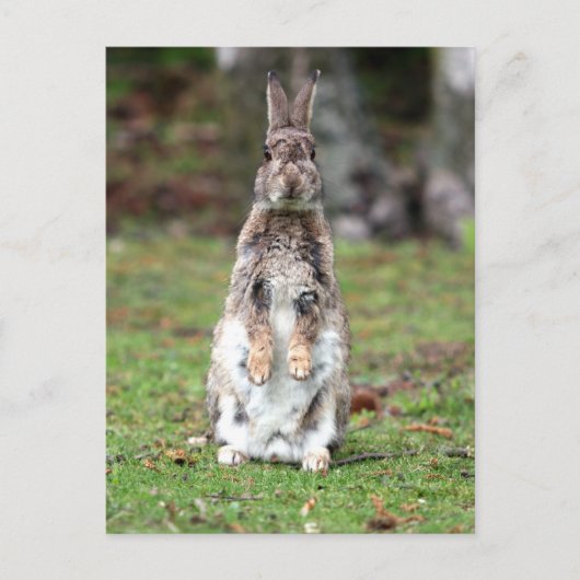 カニンヘン ポストカード (正面)