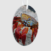 カニ写真 オーナメント (正面)