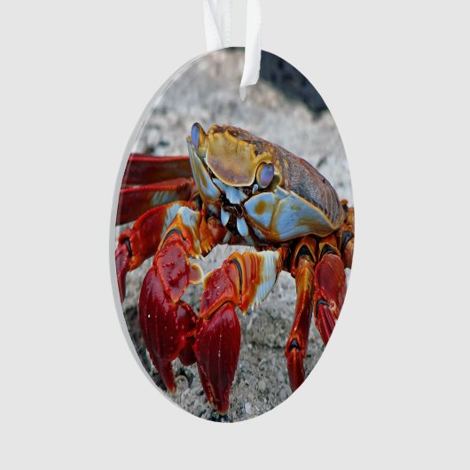 カニ写真 オーナメント (正面)