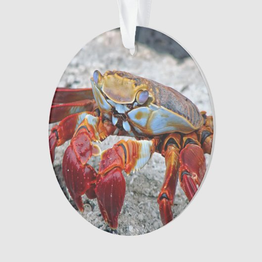 カニ写真 オーナメント (正面)