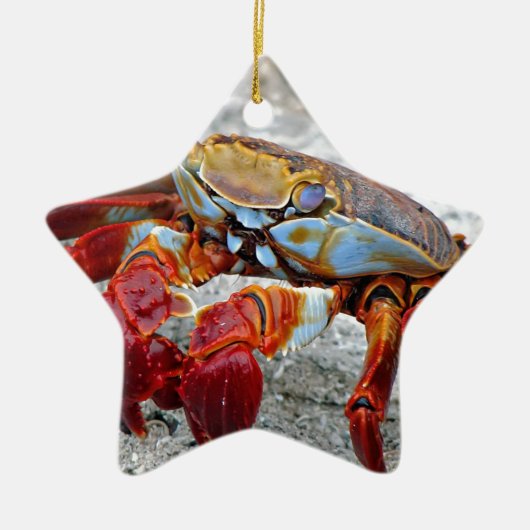 カニ写真 セラミックオーナメント (正面)