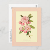 カニ林檎の木 ポストカード (正面/裏面)