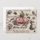 カニ植物昆虫花イラストレーション ポストカード (正面/裏面)