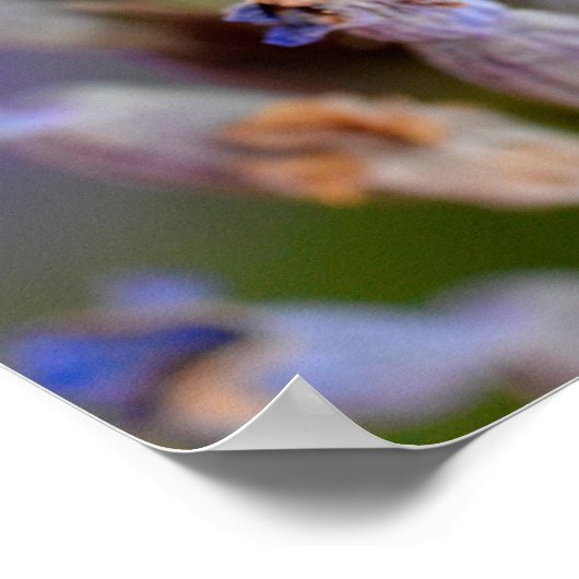 カニ食べクモの蜂のフォイル休日 ポスター (角)