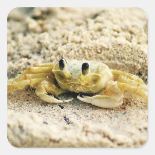 カニ、クラサオ島のカリブ島、写真を紙やすりで磨いて下さい スクエアシール