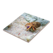 カニ、クラサオ島のカリブ島、写真を紙やすりで磨いて下さい タイル (側面)