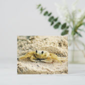 カニ、クラサオ島のカリブ島、写真を紙やすりで磨いて下さい ポストカード (スタンド正面)