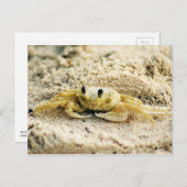 カニ、クラサオ島のカリブ島、写真を紙やすりで磨いて下さい ポストカード (正面/裏面)