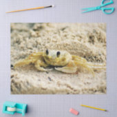 カニ、クラサオ島のカリブ島、写真を紙やすりで磨いて下さい 薄葉紙 (クラフト)