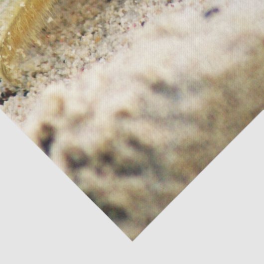 カニ、クラサオ島のカリブ島、写真を紙やすりで磨いて下さい 薄葉紙 (詳細)