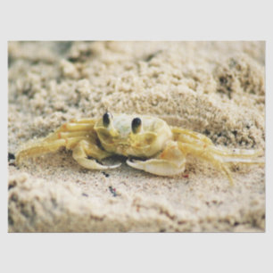 カニ、クラサオ島のカリブ島、写真を紙やすりで磨いて下さい 薄葉紙