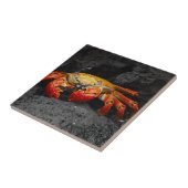 カニ タイル (側面)