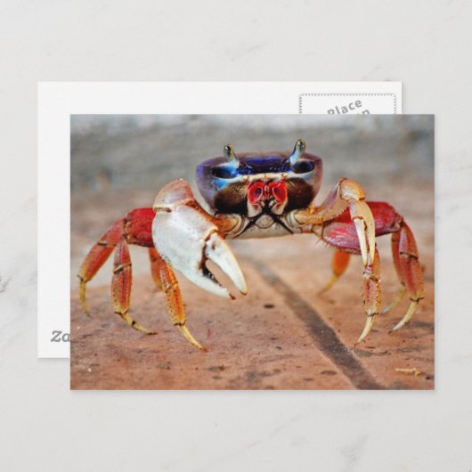 カニ ポストカード (正面/裏面)