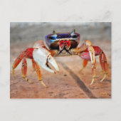カニ ポストカード (正面)