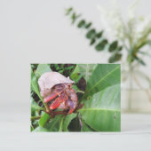 カニ ポストカード (スタンド正面)