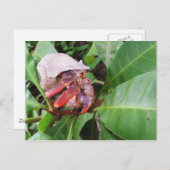 カニ ポストカード (正面/裏面)