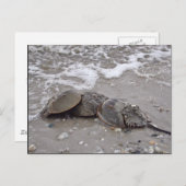 カニ ポストカード (正面/裏面)