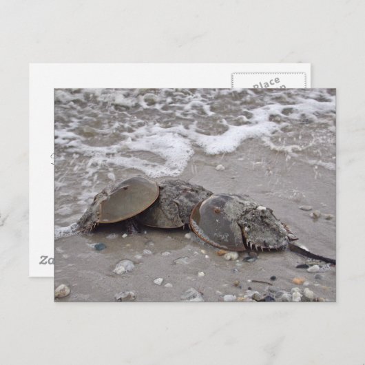 カニ ポストカード (正面/裏面)