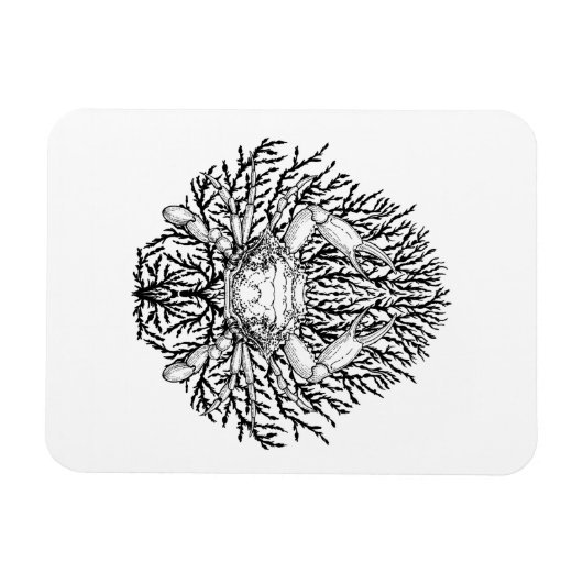 カニ マグネット (横)