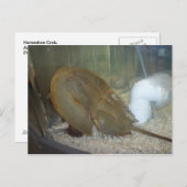 カニ#1 ポストカード (正面/裏面)