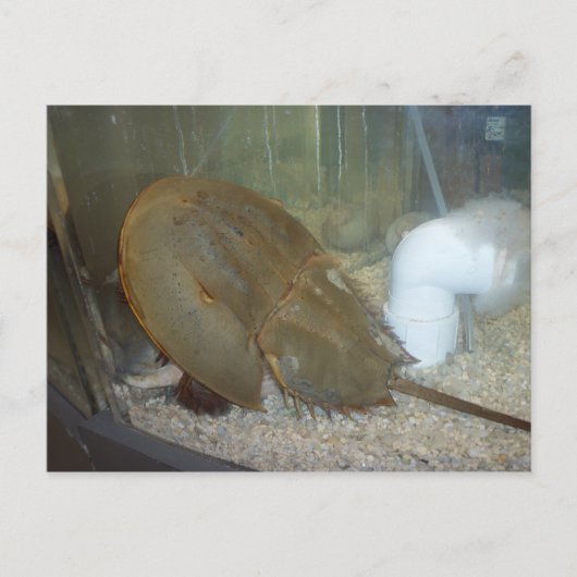 カニ#1 ポストカード (正面)