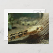 カネブレーキラトルズネーク葉書 ポストカード (正面/裏面)