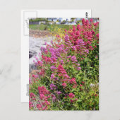 カノコソウ属の花 ポストカード (正面/裏面)