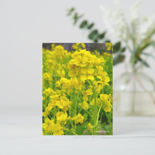 カノラの花 ポストカード (スタンド正面)