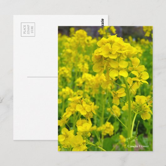 カノラの花 ポストカード (正面/裏面)