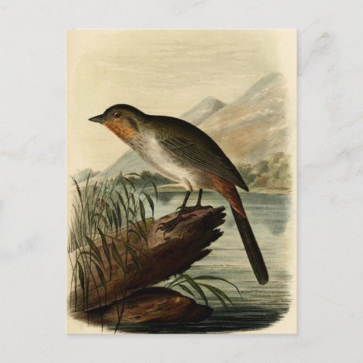 カノンフィンチ ポストカード (正面)