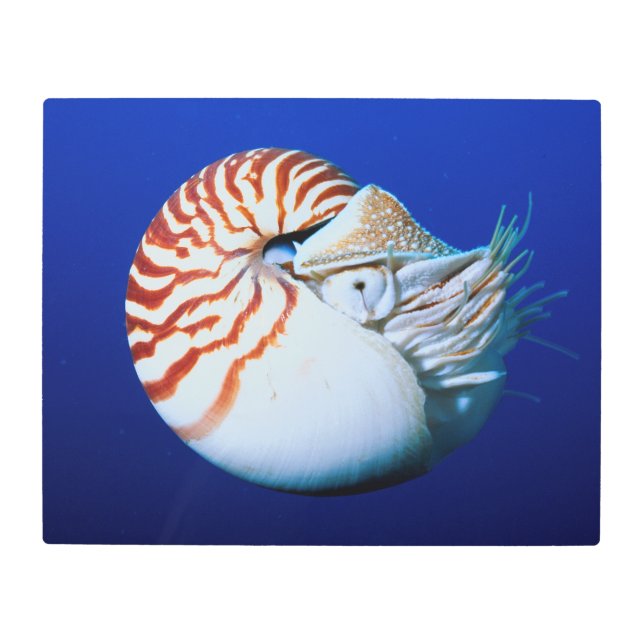 カノーチラスの閉鎖 メタルプリント (正面)