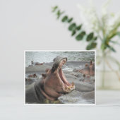 カバあくびをする ポストカード (スタンド正面)