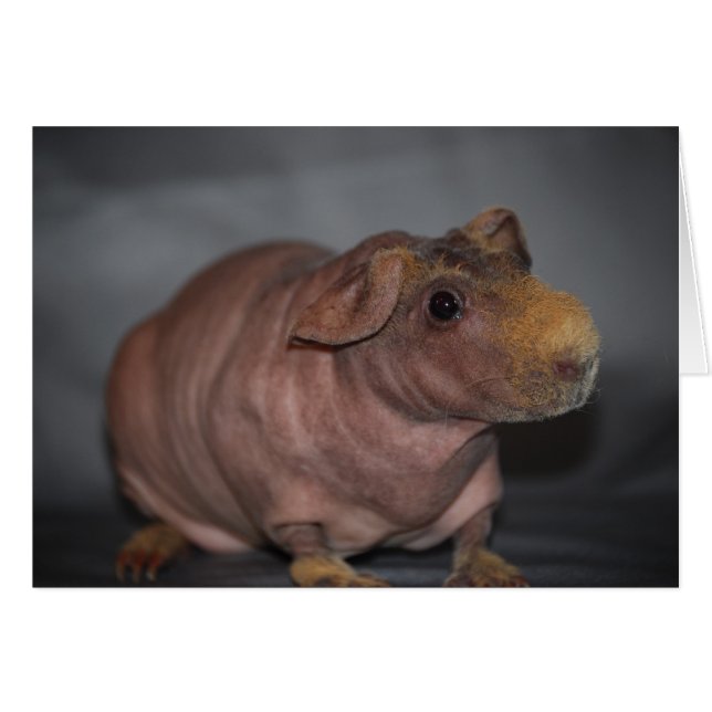 カバか。 カード (正面横)