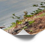 カバのペア ポスター (コーナー)