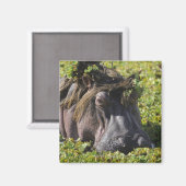 カバの上に立つジャカナ(Hippotamus) マグネット (正面/裏面)