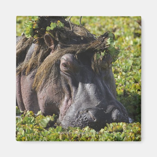 カバの上に立つジャカナ(Hippotamus) マグネット (正面)