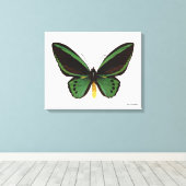 カバチョウ キャンバスプリント (インサイチュ (ウッドフロア))