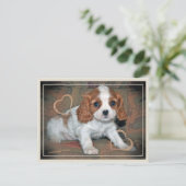 カバリエールキングシャルルラブ ポストカード (スタンド正面)