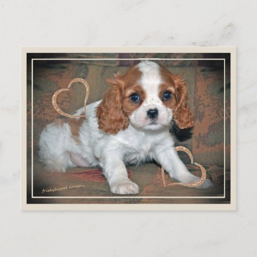 カバリエールキングシャルルラブ ポストカード (正面)