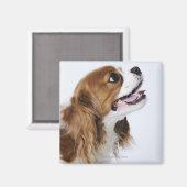 カバリエールキングチャールズスパニエル犬サイドビュー マグネット (正面/裏面)