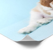 カバリエールキングチャールズスパニエル犬スリープ ポスター (角)