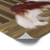 カバリエールキングチャールズスパニエル犬ドッグアート ポスター (角)