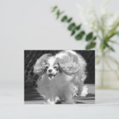 カバリエールキングチャールズスパニエル犬ランニングズはがき ポストカード (スタンド正面)