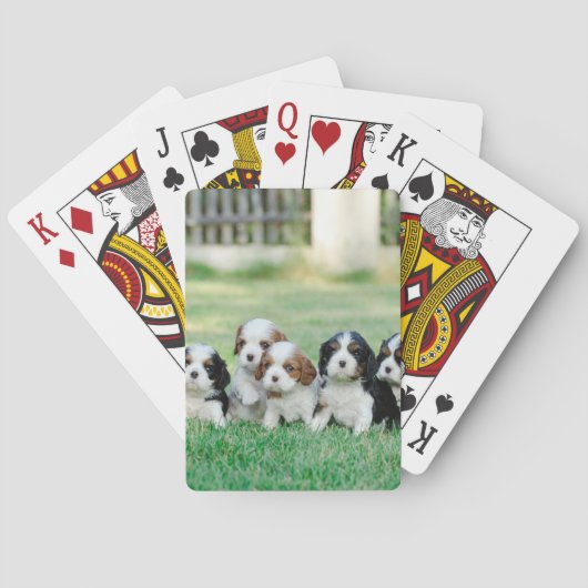 カバリエールキングチャールズスパニエル犬子犬 トランプ (裏面)